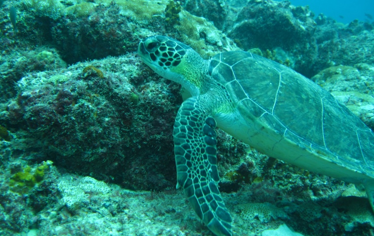 Sal Island dive centre